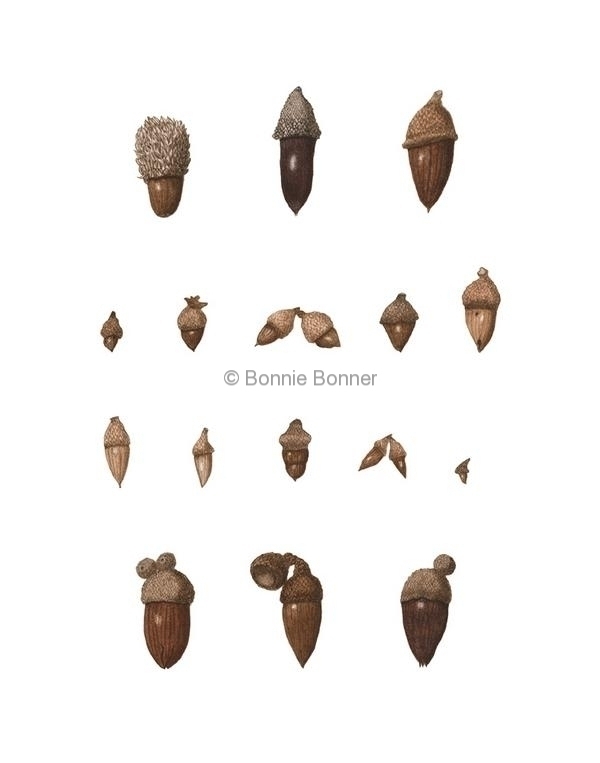 Botanicals | Official Website of Bonnie Bonner, Botanical Artist